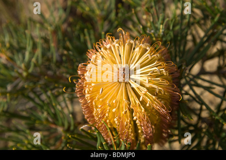 Banksia Banksia fleur Heath ericifolia), Parc National de Blue Mountains, New South Wales, Australie Banque D'Images