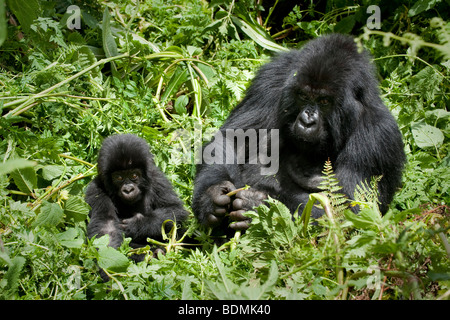 Mountain gorilla gorilla gorilla, berengi, le parc national des volcans, Rwanda Banque D'Images