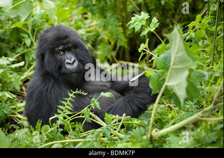 Mountain gorilla gorilla gorilla, berengi, le parc national des volcans, Rwanda Banque D'Images