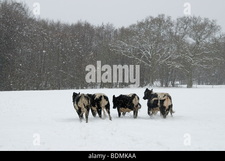 Carte de Noël scène de neige avec des vaches en galopant sur les terres agricoles de la neige en hiver Banque D'Images