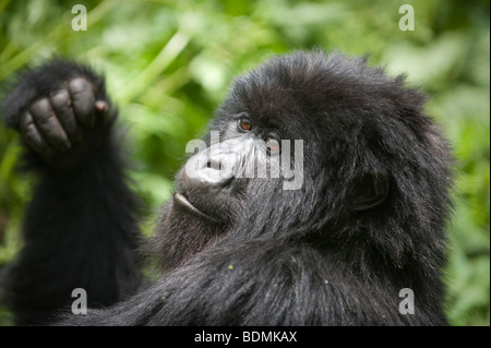 Mountain gorilla gorilla gorilla, berengi, le parc national des volcans, Rwanda Banque D'Images