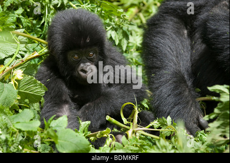 Mountain gorilla gorilla gorilla, berengi, le parc national des volcans, Rwanda Banque D'Images