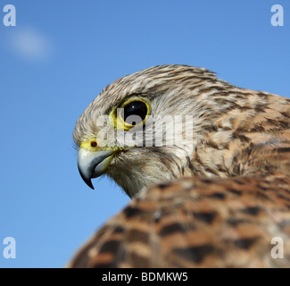 Jeune Faucon crécerelle (Falco tinnunculus), UK 2009 Banque D'Images