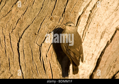 Bruant à gorge blanche, Cormobates Leucophaea, New South Wales, Australie Banque D'Images