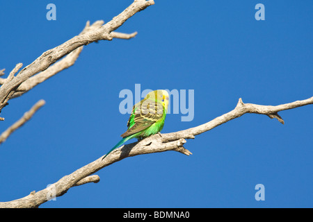 Perruche perching on branch, Diamantina River, Birdsville, Queensland, Australie Banque D'Images