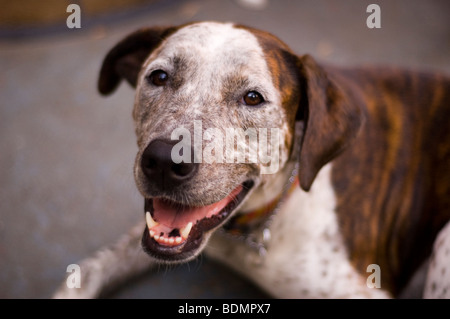 Un heureux à chien. Banque D'Images
