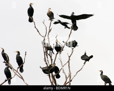 Israël, un troupeau de cormorans (Phalacrocorax pygmaeus) sur un arbre Banque D'Images