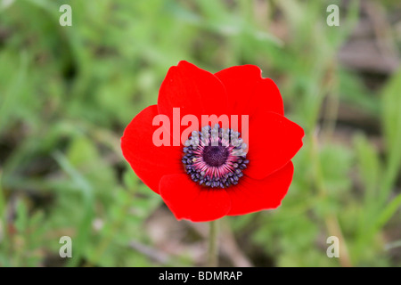 Close up d'un coquelicot rouge ou l'anémone anémone coronaria marigold (Espagnol) Israël Banque D'Images