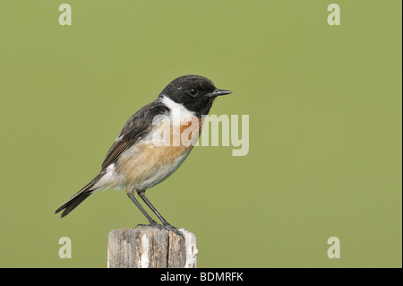 African Stonechat (Saxicola torquata) Banque D'Images