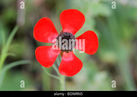 Israël, Ranunculus asiaticus, renoncule, Turban Banque D'Images