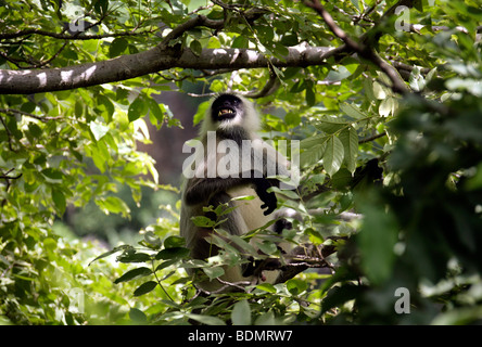 Les putois d'Entelle Gris (Semnopithecus albifrons), singe dans les réserves nationales de faune Kumbalgarh dans le mont Aravalli Banque D'Images