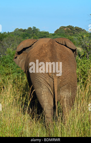 L'éléphant d'Afrique (loxodanta africana) dans la réserve de chasse Pilanesberg, Province du Nord-Ouest, Afrique du Sud Banque D'Images