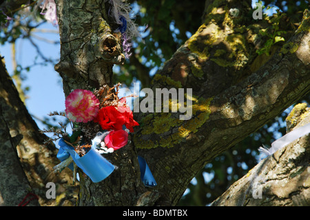 Saint Thorn Tree sur Wearyall Hill, dans le Somerset. Angleterre, Royaume-Uni Banque D'Images