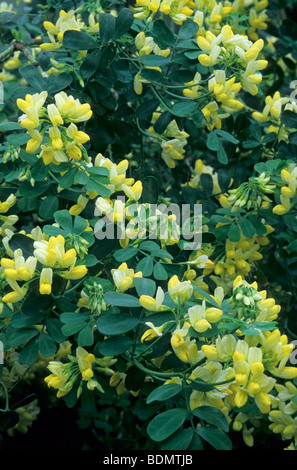 CORONILLA VALENTINA SUBSP. GLAUCA 'CITRINA' Banque D'Images