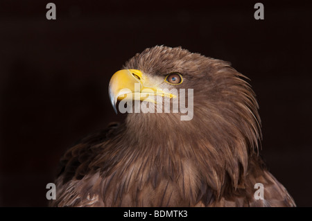 Le Cerf de l'Aigle de mer portrait Banque D'Images