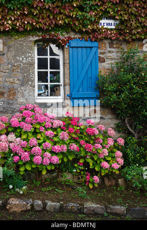 De plus en plus d'Hydrangea à côté d'un chalet dans le village de Saint-Michel-en-Grève, Côte d'Armor, Bretagne, France Banque D'Images