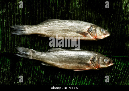 Bar européen (Dicentrarchus labrax) sur des feuilles de bananiers Banque D'Images