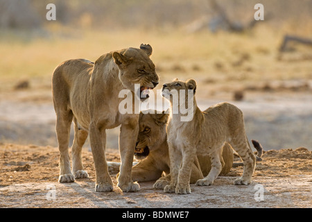 Mère avec cub, Lioness (Panthera leo), Savuti, Chobe National Park, Botswana, Africa Banque D'Images