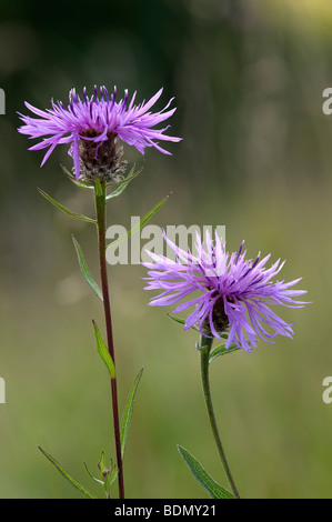 Fleurs de centaurée noire Centaurea nigra Banque D'Images