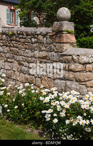 De plus en plus à côté d'une chambre marguerites mur sur l'Ile de Bréhat, Bretagne, France Banque D'Images