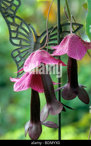 Tigridia pavonia (PURPLE VINE BELL) Banque D'Images