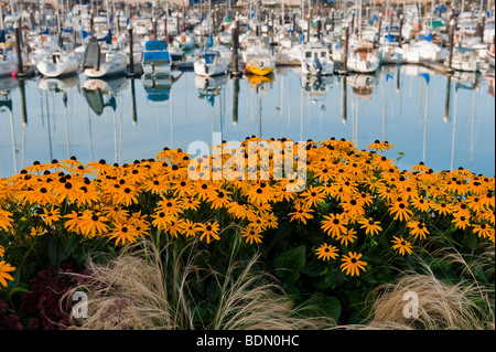 Squalicum port et marina est situé sur la rive nord de Bellingham Bay dans la ville de Bellingham, Washington, USA. Banque D'Images