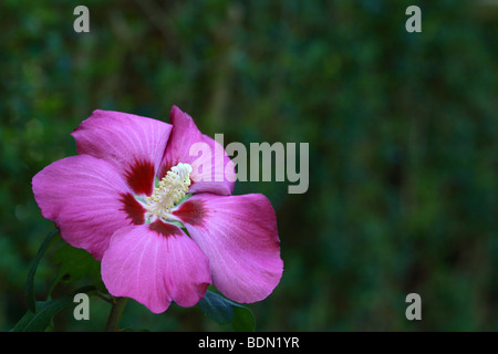 Hibiscus syriacus Woodbridge (Rose Rose de Sharon) Banque D'Images