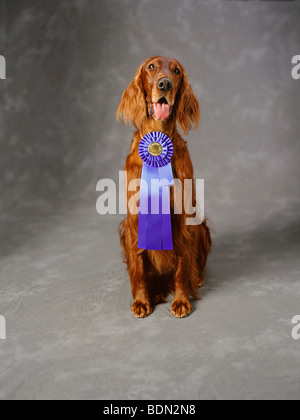 Portrait de Setter Irlandais avec prix sur fond gris Banque D'Images