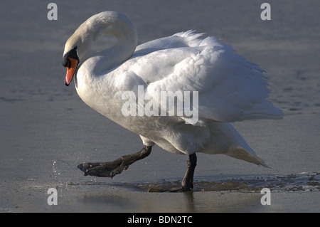 Cygne tuberculé Cygnus olor LA MARCHE ET DE LA DIFFICULTÉ À TRAVERS LA GLACE À WIDEWATER LAGOON SHOREHAM WEST SUSSEX UK Banque D'Images