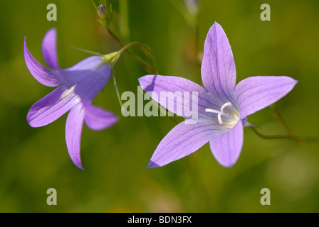 Diffusion bleu campanules (Campanula patula) Banque D'Images