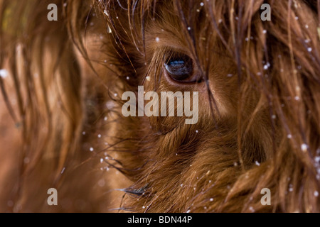 Œil d'un veau Highland cattle dans une tempête, Tyrol du Nord, Tyrol, Autriche, Europe Banque D'Images