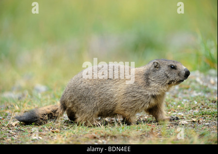 Marmotte des Alpes (Marmota marmota) Banque D'Images