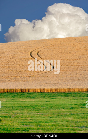 Les conduites du tracteur en champ de blé. La Palouse. Washington Banque D'Images