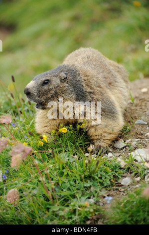 Marmotte des Alpes (Marmota marmota) Banque D'Images