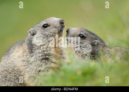 Deux jeunes marmottes alpines (Marmota marmota) reniflant chaque autres Banque D'Images