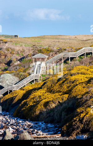 Escalier de la plage à Bandon beach, Oregon avec fleurs de l'ajonc. Banque D'Images