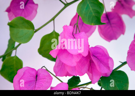 Bougainvillea à côté de mur blanc. Los Angeles, CA Banque D'Images