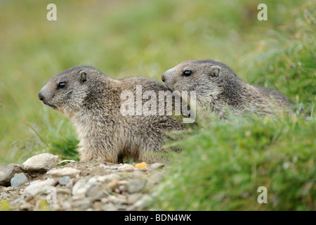 Deux jeunes marmottes alpines (Marmota marmota) lookin hors de leur tanière Banque D'Images