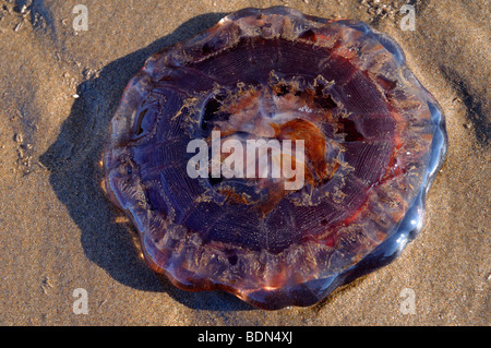 L'envers des méduses violettes sur plage de sable fin au coucher de soleil à Port Hood l'île du Cap-Breton, Nouvelle-Écosse Canada Banque D'Images