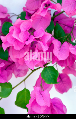 Bougainvillea à côté de mur blanc. Los Angeles, CA Banque D'Images