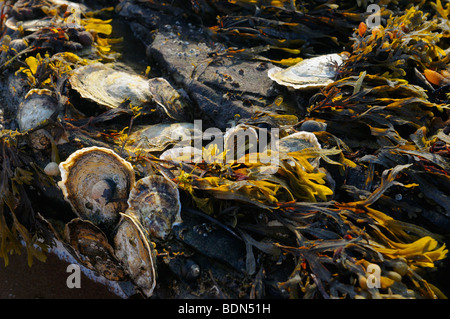 Les huîtres et les algues accroché aux rochers à marée basse le coucher du soleil à Port Hood l'île du Cap-Breton, Nouvelle-Écosse Canada Banque D'Images