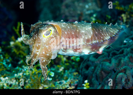 Un grand club de seiches, Sepia latimanus, nageant au-dessus du récif, sous l'eau. C'est la plus grande des restes tropicaux Banque D'Images