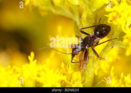 Une nymphe de Himacerus mirmicoides tardive avec les proies. Ces animaux ressemblent à des fourmis dans ce stade larvaire (mimétisme) ant Banque D'Images