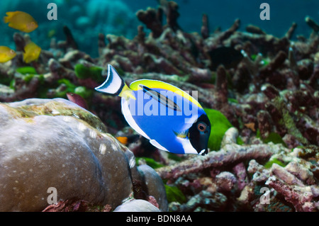 Poisson Chirurgien bleu poudre Acanthurus leucosternon La mer d'Andaman en Thaïlande Banque D'Images