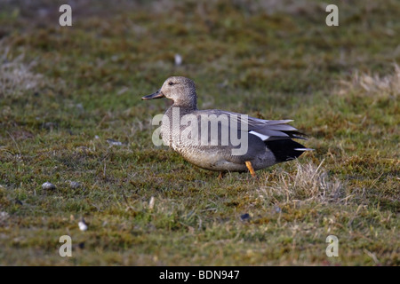 Mittelente Knarrente Schnatterente canard chipeau Anas strepera mâle Banque D'Images