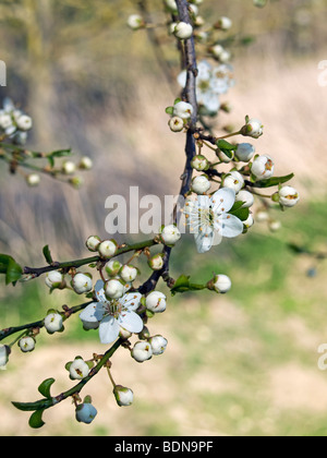 Branche d'un prunier (Prunus domestica) en fleurs Banque D'Images