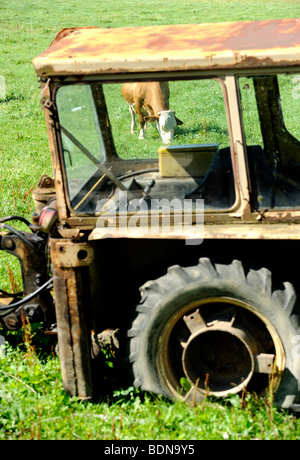 Vieux tracteur et vaches au pâturage Banque D'Images