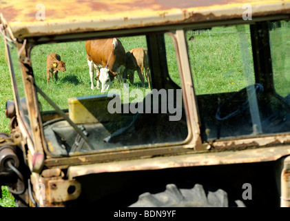 Vieux tracteur et vaches au pâturage Banque D'Images