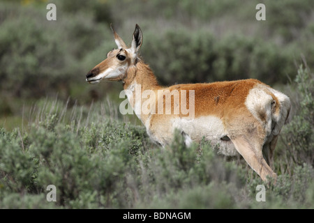 L'Antilope femme debout dans sage brush le contact visuel Banque D'Images