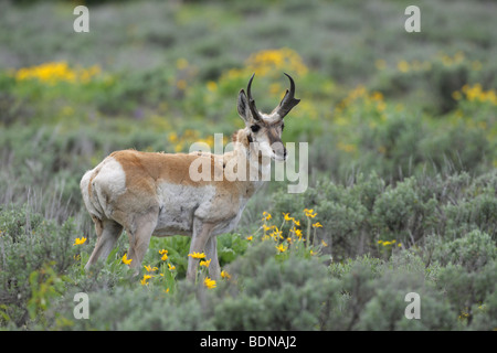 L'Antilope d'homme debout dans sage brush et fleurs de printemps jaune au printemps le contact visuel Banque D'Images